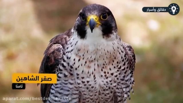 10 تا از خطرناک ترین پرنده های جهان