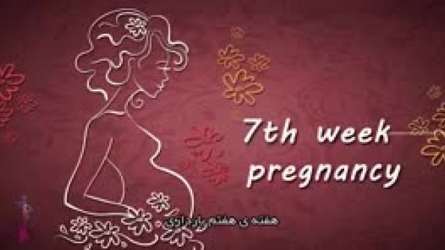 هفته7 بارداری جنین چه تغییراتی میکند ؟