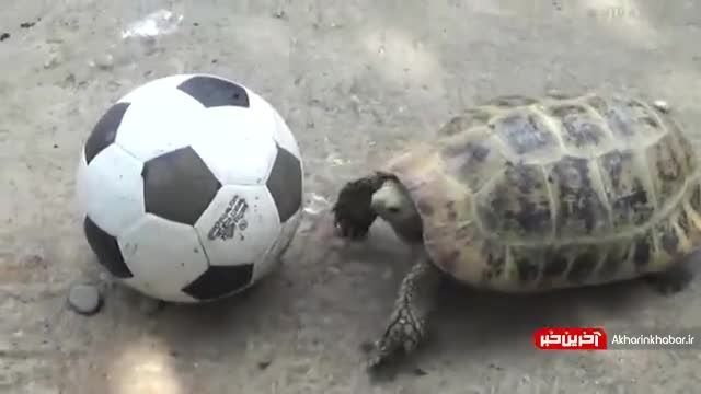 کلیپ بامزه از فوتبال بازی کردن لاکپشت !