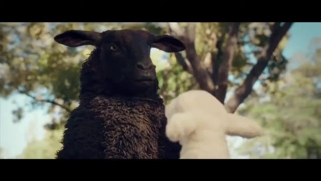 حضور جنجالی یک گوسفند در تبلیغ تلویزیونی