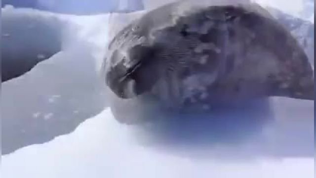 کلیپ جالب از اولین شنای فوک نوزاد در قطب !