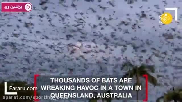 هجوم خفاش ها به مردم استرالیا