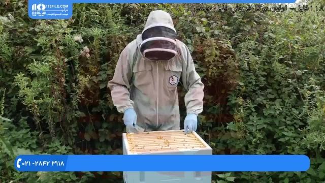 آموزش حرفه ای زنبور داری - ملکه ی جدید کندو
