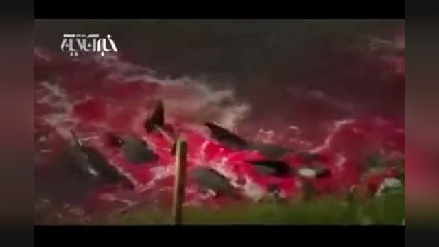 دانلود ویدیو ای از سنت خشن و ظالمانه مردم دانمارک؛ کشتن نهنگ‌ها محض خوشگذرانی