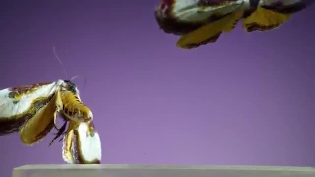 دانلود ویدیو ای از 7 گونه  بیدهای فوق العاده زیبا