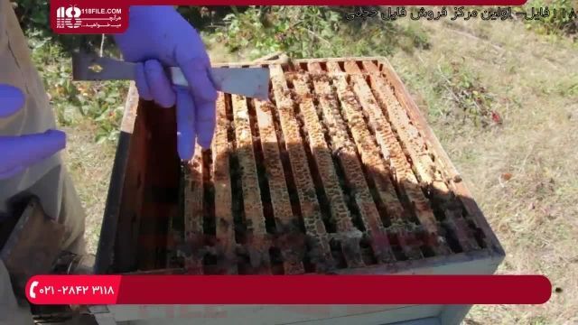 حرفه ای زنبورداری - روش برخورد با زنبورهای بد رفتار