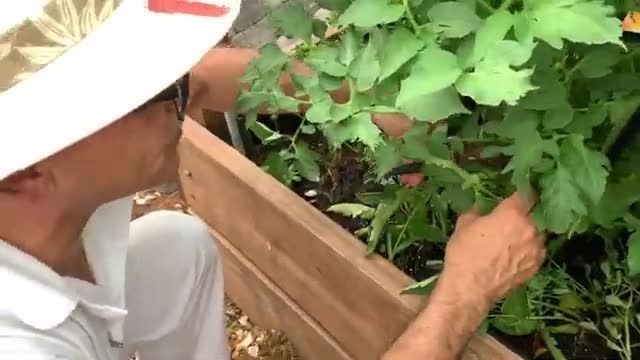 آموزش باغبانى - بهترين روش براى بيشتر شدن ميوه گوجه فرنگى