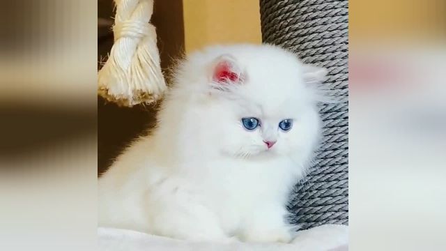 بچه گربه کوچک و سفید و دوست داشتنی
