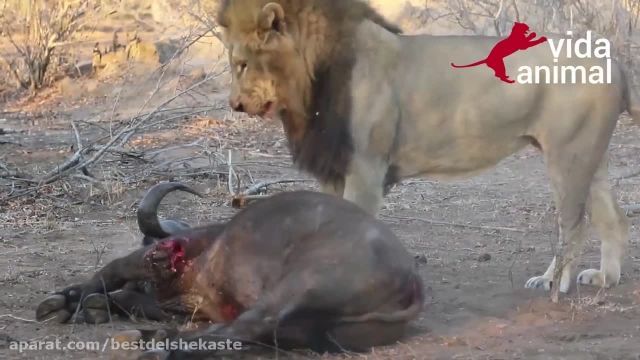 زنده خواری بوفالو توسط شیر 