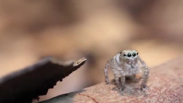 دانلود ویدیو ای از منتیس کونگ فو کار در برابر عنکبوت