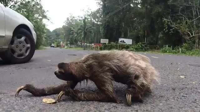 کلیپ جالب از خرس تنبل در خیابان !