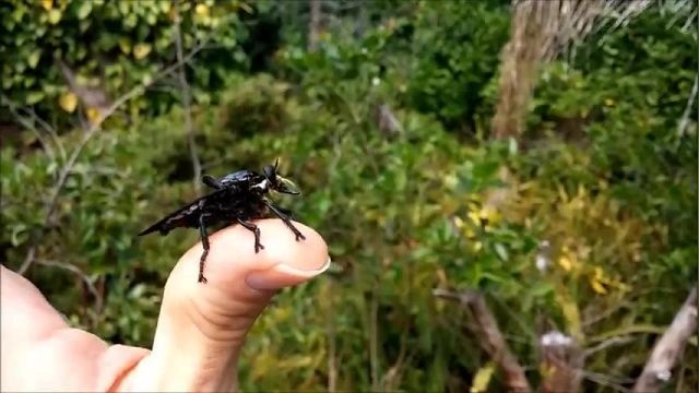دانلود ویدیو ای از حشره ای شبیه به پشه غول پیکر Blepharotes spendidissimus