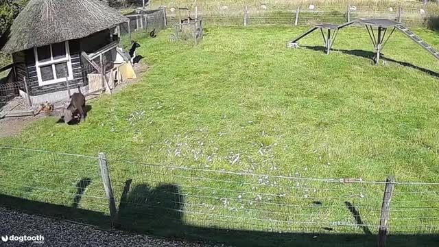 دانلود ویدیو ای از تلاش حیوانات مزرعه برای نجات جان یک مرغ