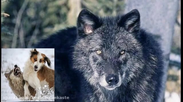 گرگ هایی که سگ های محافظ را نابود کردند