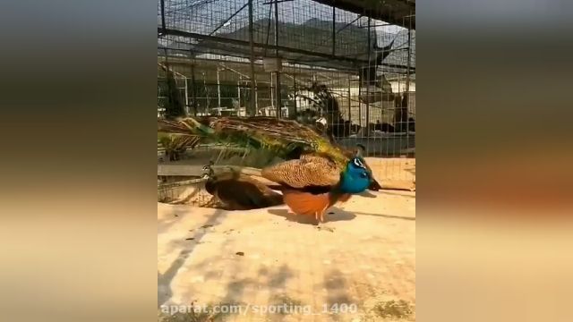 کلیپی از طاووس ؛ خوشرنگ ترین خلقت خدا