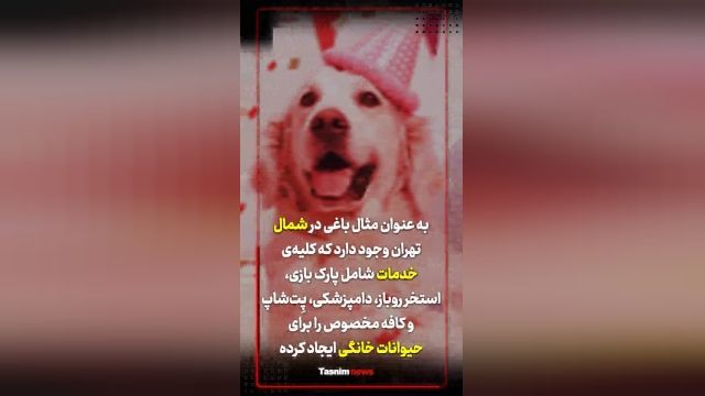زندگی لاکچری سگ و گربه‌ها در شمال تهران در کافه پت ها | فیلم 