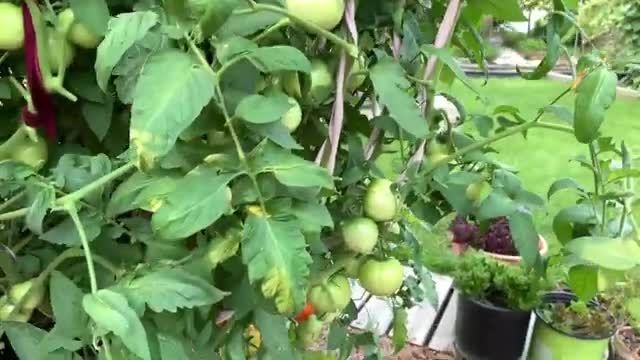  آموزش باغبانى - پرورش و نگهدارى گوجه فرنگى 
