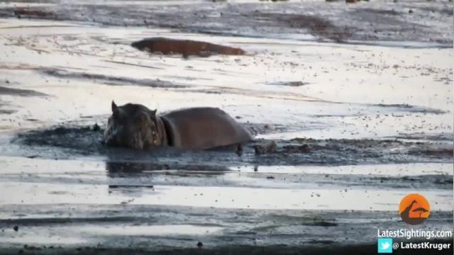 دانلود ویدیو ای از حمله اسب آبی به آهویی که در مرداب گیر افتاده