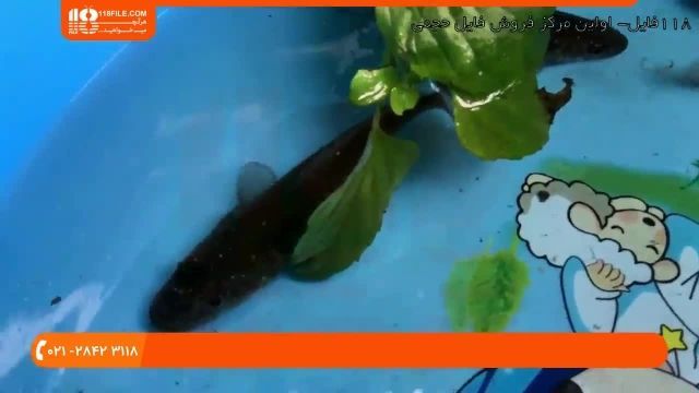 آموزش پرورش ماهی زینتی - درمان بیماری لکه سفید