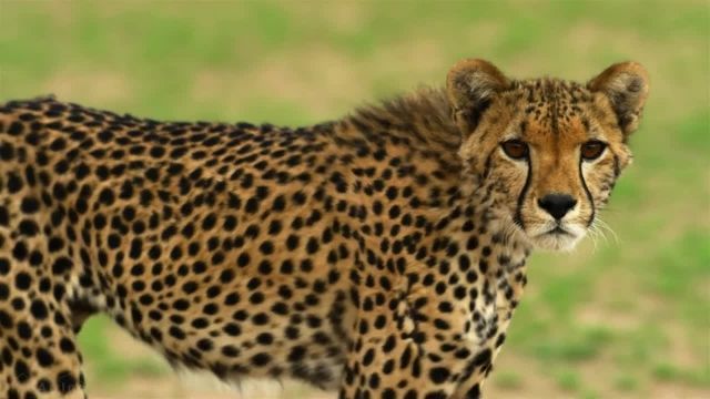 ماجراجویی هیجان انگیز در قلب حیات وحش آفریقا (توصیه شده)