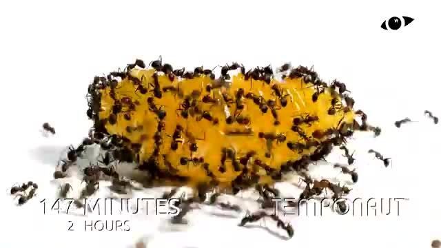 تایم لپس جالب حمله مورچه ها به پرتقال !