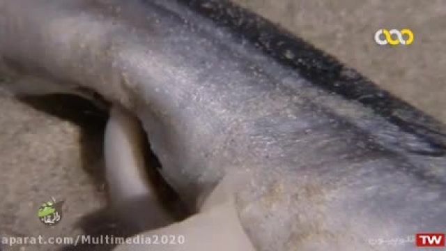 کلیپ جالب و حیرت انگیز راز بقا درباره حلزون ساحلی !