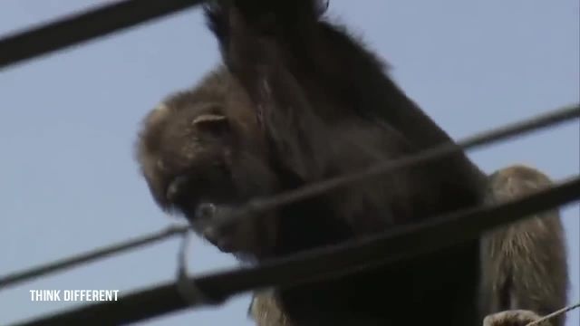 ویدیو عملیات ناموفق نجات دادن شامپانزه بزرگ از روی تیر برق !