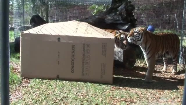 ویدیو جالب از علاقه عجیب گربه سانان به جعبه
