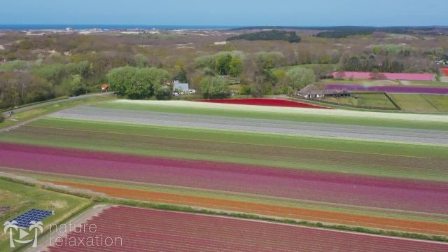 کلیپ بسیار زیبا و دیدنی از مزارع گل در هلند !
