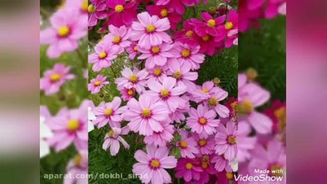 کلیپ تبریک عید - میکس تصاویر طبیعت و گل