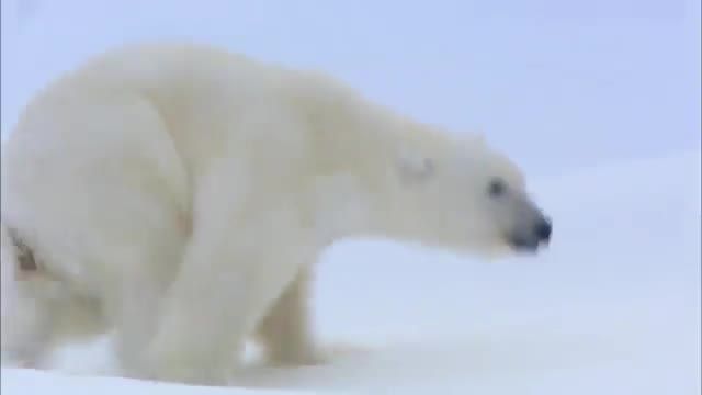 دانلود ویدیو ای از بازیگوشی خرس قطبی ماده