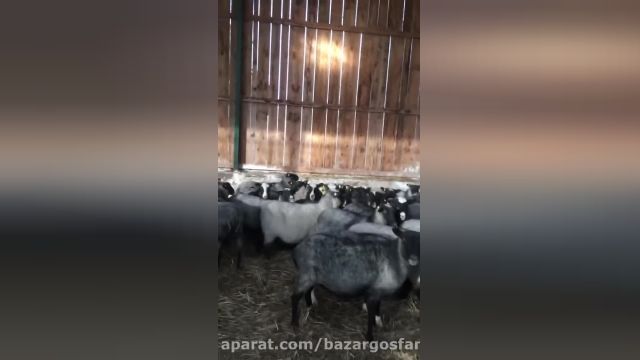 دانلود ویدیو ای از گوسفند رومانوف