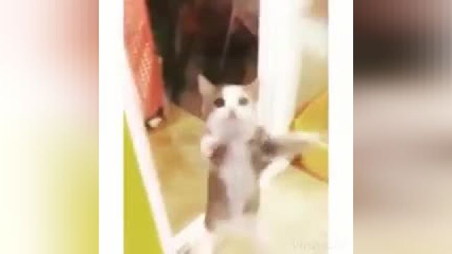 رقص گربه،طنز