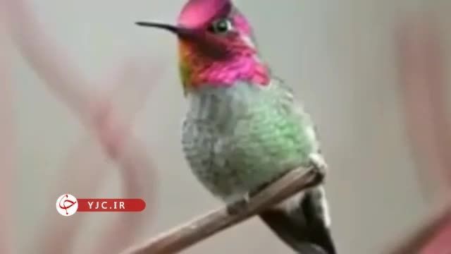 عکس پرنده ای که در یک دقیقه 62 رنگ عوض میکند | فیلم