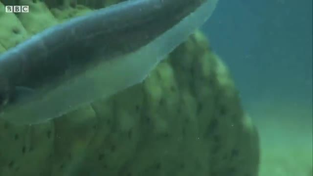 دانلود ویدیو ای از مخفی شدن ماهی پرل فیش درون خیار دریایی