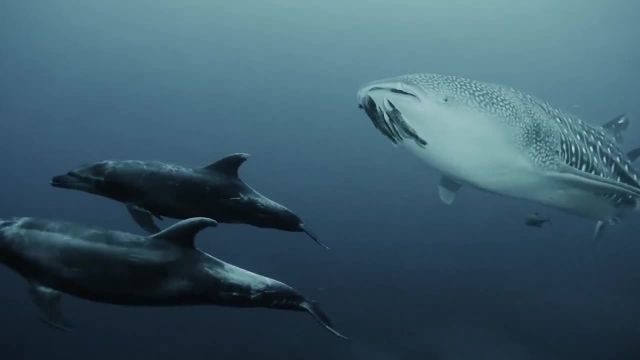کلیپ دیدنی اسکورت نهنگ توسط دو دلفین در اعماق دریاها !