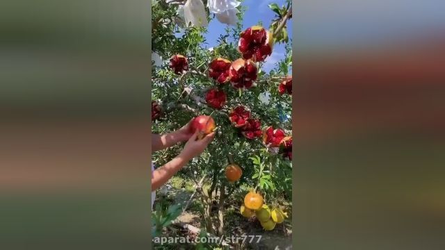  آموزش قارچ کردن زیبای انار 