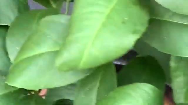 آموزش باغبانی - نتیجه گرد افشانی زنبور روی مرکبات گلدونی !