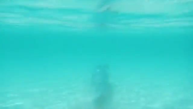 دانلود ویدیو ای از بزرگترین ماهی Oarfish فیلمبرداری شده