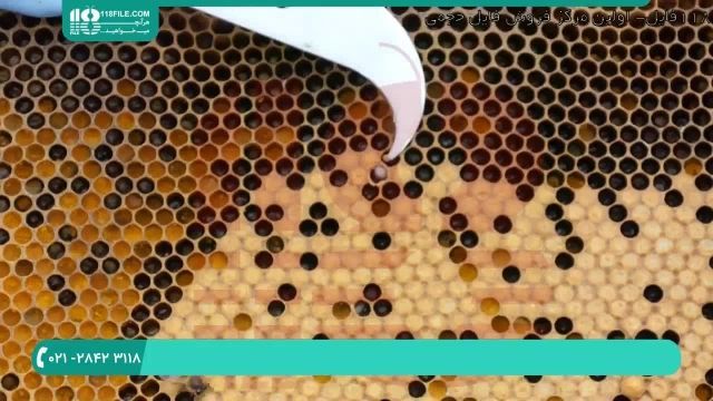 آموزش زنبورداری | آموزش پرورش زنبور عسل ( چهار روش برای تشخیص بیماری )