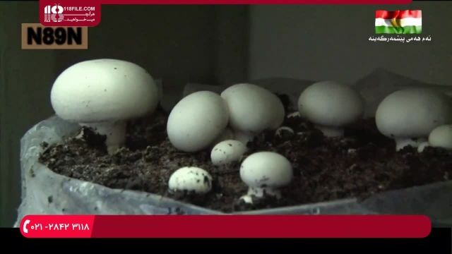 آموزش پرورش قارچ- واحد تولید قارچ Mushroom Production Unit (Agaricus bisporus) 