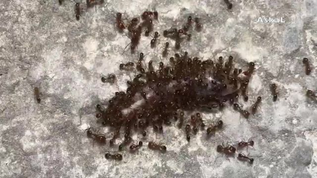 خوردن مارمولک توسط مورچه ها !