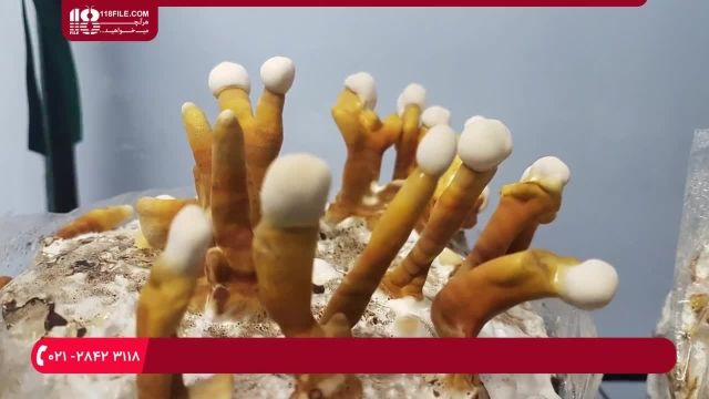 آموزش پرورش قارچ - آموزش پروش قارچ ریشی در خانه
