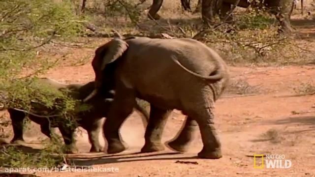جنگیدن باور نکردنی فیل و کرگدن 