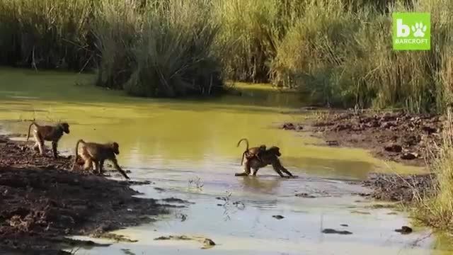 کلیپ بامزه از رد شدن میمون ها از رودخانه !