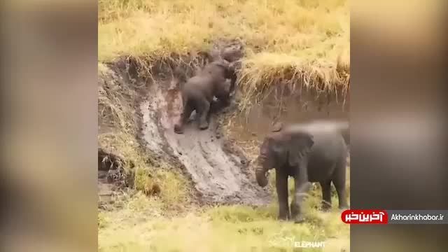 کلیپ باورنکردنی از سرسره بازی جالب خانواده فیل‌ها !