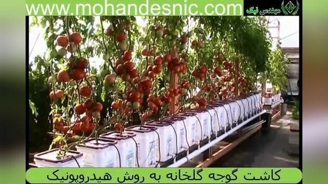 آموزش تصویری کاشت گوجه گلخانه به روش هیدروپونیک