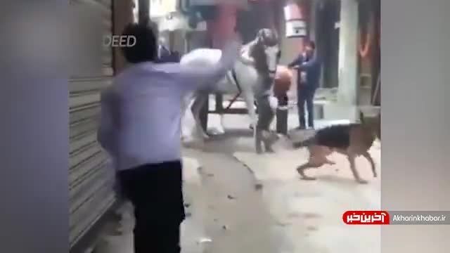 گیردادن سگی به اسب بدبخت !