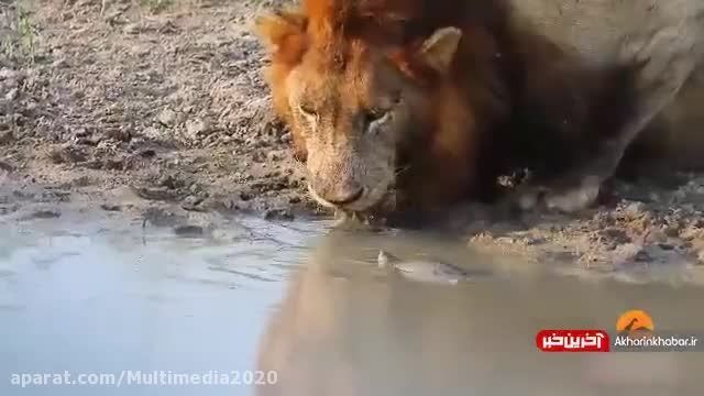 کلیپ هیجان انگیز راز بقا و حیات وحش ، لاکپشت شجاع !