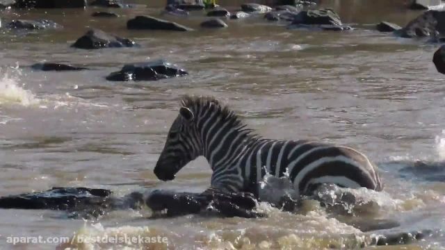 نبرد وحشتناک رودخانه مارا - کروکودیل ها صورت گورخر را می کنند 